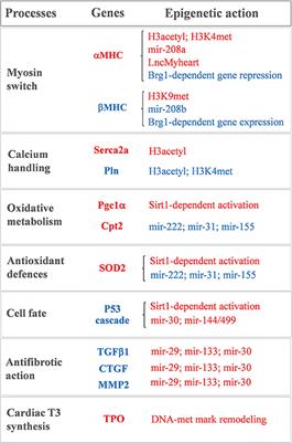 Novel Insight Into the Epigenetic and Post-transcriptional Control of Cardiac Gene Expression by Thyroid Hormone